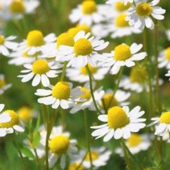 Chamaemelum Nobile | Approx 400 Seeds