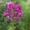 Cleome Hassleriana Violet Queen | Approx 125 Seeds -Plants outlet store SD30000513 8d84