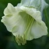 Cobaea Scandens F. Alba | Approx 15 Seeds -Plants outlet store SD30000514 2127