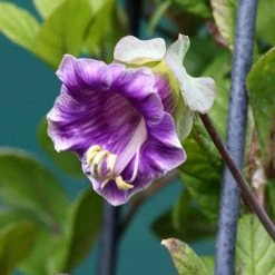 Cobaea Scandens | Approx 15 Seeds