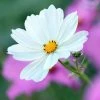 Cosmos Bipinnatus Purity | Approx 100 Seeds -Plants outlet store SD30000516 83a8