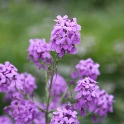 Hesperis Matronalis | Approx 500 Seeds
