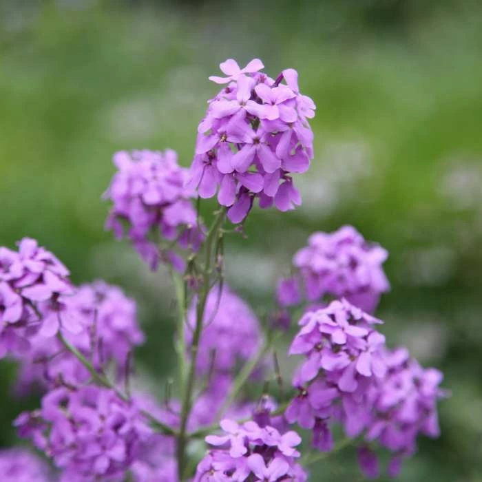 Hesperis Matronalis | Approx 500 Seeds 3 Hesperis Matronalis | Approx 500 Seeds