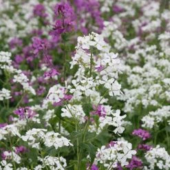 Hesperis Matronalis Var. Albiflora | Approx 500 Seeds