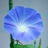 Ipomoea Tricolor Heavenly Blue | Approx 85 Seeds -Plants outlet store SD30000536 b595