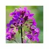 Lunaria Annua | Approx 75 Seeds -Plants outlet store SD30000539 52ce