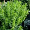 Moluccella Laevis | Approx 200 Seeds -Plants outlet store SD30000542 2f0c