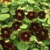 Tropaeolum Majus Black Velvet (Tom Thumb Series) | Approx 30 Seeds -Plants outlet store SD30000545 bf27