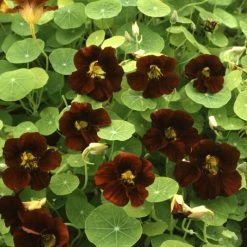 Tropaeolum Majus Black Velvet (Tom Thumb Series) | Approx 30 Seeds