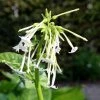 Nicotiana Sylvestris | Approx 450 Seeds