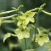 Nicotiana Lime Green | Approx 1600 Seeds -Plants outlet store SD30000549 b0e7