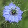 Nigella Damascena Miss Jekyll | Approx 500 Seeds -Plants outlet store SD30000551 e6ea