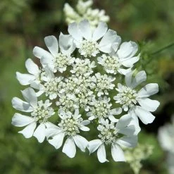 Orlaya Grandiflora | Approx 25 Seeds