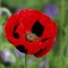 Papaver Commutatum | Approx 500 Seeds