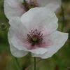 Papaver Rhoeas Mother Of Pearl Group | Approx 500 Seeds -Plants outlet store SD30000560 9bbb