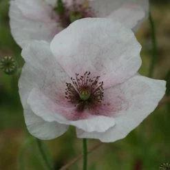 Papaver Rhoeas Mother Of Pearl Group | Approx 500 Seeds