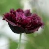 Papaver Somniferum (Paeoniiflorum Group) Black Paeony | Approx 150 Seeds