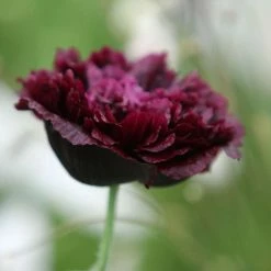 Papaver Somniferum (Paeoniiflorum Group) Black Paeony | Approx 150 Seeds