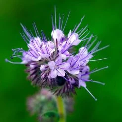 Phacelia Tanacetifolia | 25 Sq.m Pack