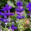 Salvia Viridis Blue Monday | Approx 180 Seeds -Plants outlet store SD30000575 d6b3