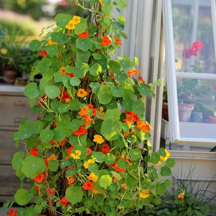 Tropaeolum Majus Climbing Mixed | Approx 40 Seeds 3 Tropaeolum Majus Climbing Mixed | Approx 40 Seeds