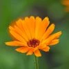 Calendula Officinalis | Approx 100 Seeds -Plants outlet store SD30000588 0ed7