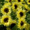Helianthus Annuus Garden Statement | Approx 15 Seeds