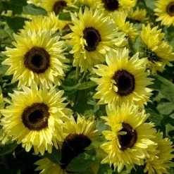 Helianthus Annuus Garden Statement | Approx 15 Seeds