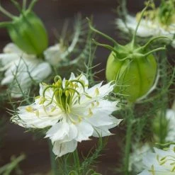 Nigella Damascena Albion Green Pod | Approx 300 Seeds