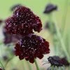 Scabiosa Atropurpurea Black Knight | Approx 75 Seeds