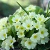 Primula Vulgaris | Approx 30 Seeds -Plants outlet store SD30000619 67b8