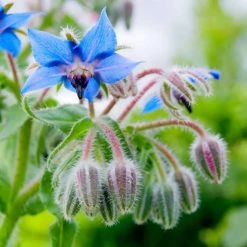 Borago Officinalis | Approx 75 Seeds