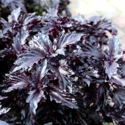 Ocimum Basilicum Var. Purpurascens Purple Ruffles | Approx 200 Seeds