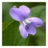 Viola Odorata | Approx 50 Seeds -Plants outlet store SD30000628 a962