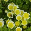 Limnanthes Douglasii | Approx 125 Seeds -Plants outlet store SD30000629 8144