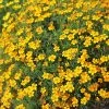Tagetes Tenuifolia Golden Gem | Approx 225 Seeds -Plants outlet store SD30000630 36f1