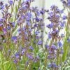 Anchusa Azurea Dropmore | Approx 25 Seeds 2 Anchusa Azurea Dropmore | Approx 25 Seeds -Plants outlet store SD30000632 ee08