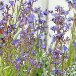 Anchusa Azurea Dropmore | Approx 25 Seeds