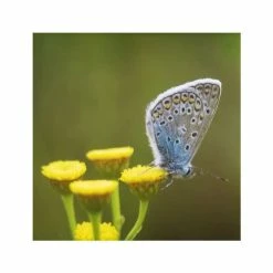 Tanacetum Vulgare | Approx 35 Seeds