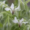 Borago Officinalis Alba | Approx 50 Seeds