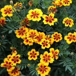 Tagetes Patula Naughty Marietta | Approx 175 Seeds