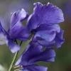 Lathyrus Odoratus Oxford Blue | Approx 20 Seeds -Plants outlet store SD30000723 4798