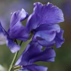 Lathyrus Odoratus Oxford Blue | Approx 20 Seeds