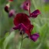Lathyrus Odoratus Beaujolais | Approx 20 Seeds