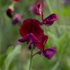 Lathyrus Odoratus Beaujolais | Approx 20 Seeds