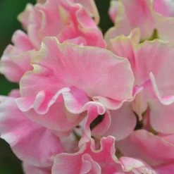 Lathyrus Odoratus Mrs Bernard Jones | Approx 20 Seeds