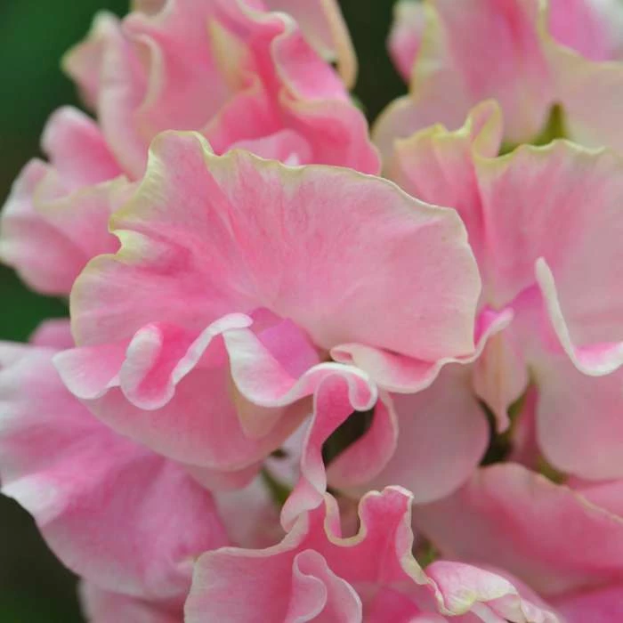 Lathyrus Odoratus Mrs Bernard Jones | Approx 20 Seeds 3 Lathyrus Odoratus Mrs Bernard Jones | Approx 20 Seeds