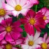 Cosmos Bipinnatus Sensation Picotee (Sensation Series) | Approx 75 Seeds -Plants outlet store SD30000729 ce10