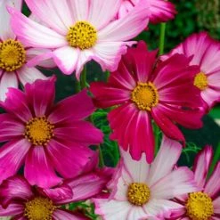 Cosmos Bipinnatus Sensation Picotee (Sensation Series) | Approx 75 Seeds