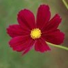 Cosmos Bipinnatus Dazzler | Approx 100 Seeds -Plants outlet store SD30000730 71f5